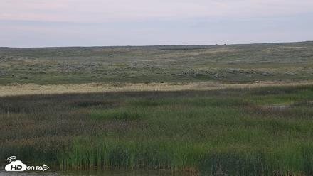 American Prairie Montana Bison Live Cam - Jul 16, 2026, 7:30pm MDT