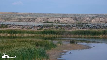 American Prairie Montana Bison Live Cam - Aug 23, 2026, 3:11pm MDT