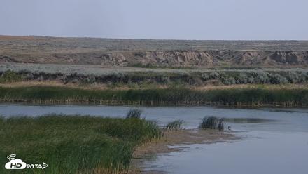 American Prairie Montana Bison Live Cam - Aug 6, 2026, 11:37am MDT