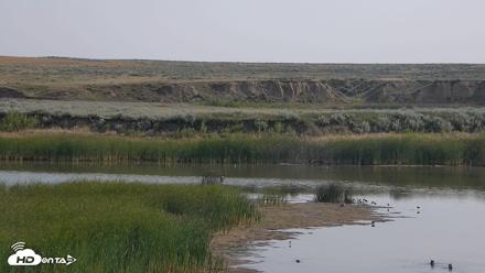 American Prairie Montana Bison Live Cam - Aug 17, 2026, 9:59am MDT