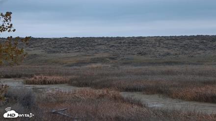 American Prairie Montana Bison Live Cam - Oct 29, 2026, 11:43am MDT