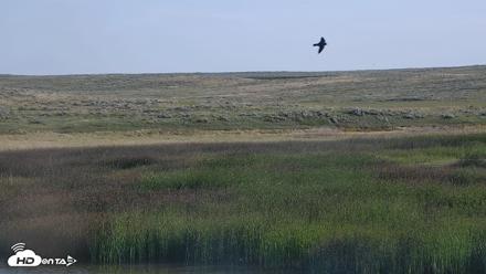 American Prairie Montana Bison Live Cam - Jul 13, 2026, 7:37am MDT