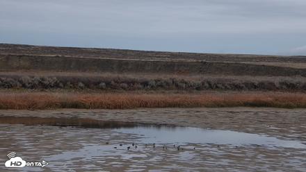 American Prairie Montana Bison Live Cam - Oct 27, 2026, 12:45pm MDT