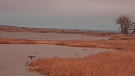 American Prairie Montana Bison Live Cam - Apr 2, 2026, 6:48am MDT