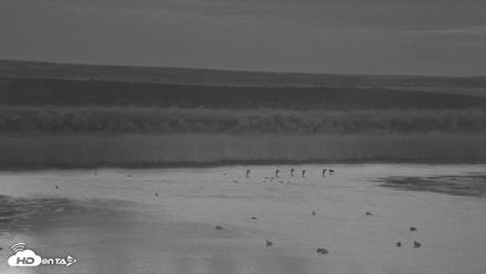 American Prairie Montana Bison Live Cam - Aug 30, 2026, 5:44am MDT