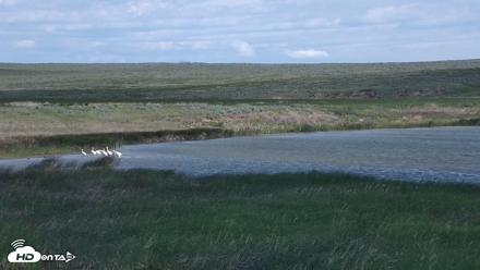 American Prairie Montana Bison Live Cam - Jun 7, 2026, 11:04am MDT