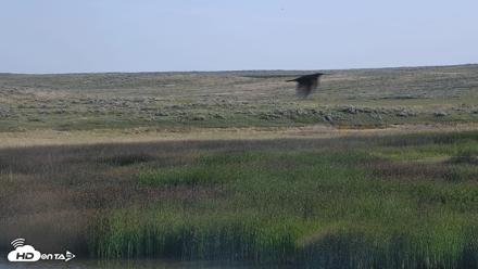 American Prairie Montana Bison Live Cam - Jul 13, 2026, 7:39am MDT