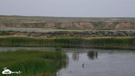 American Prairie Montana Bison Live Cam - Jul 21, 2026, 3:31pm MDT