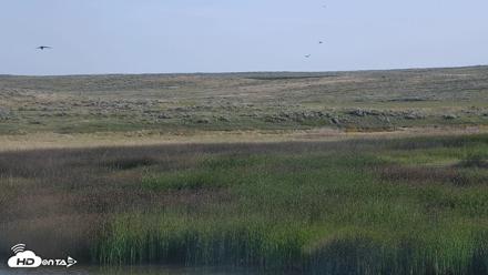 American Prairie Montana Bison Live Cam - Jul 13, 2026, 7:39am MDT