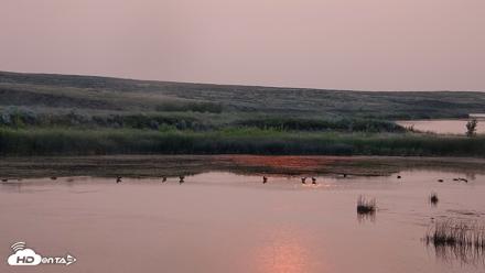 American Prairie Montana Bison Live Cam - Aug 2, 2026, 7:12am MDT