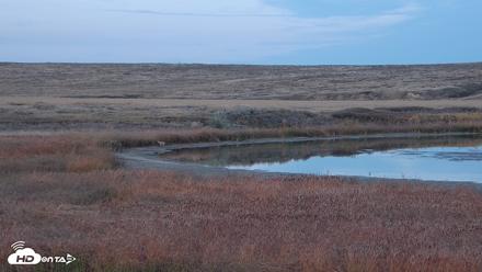American Prairie Montana Bison Live Cam - Oct 19, 2026, 6:12pm MDT