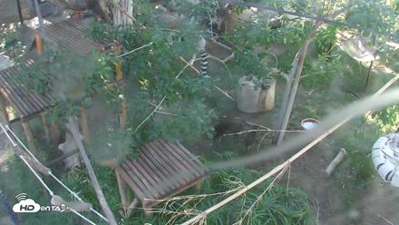 Reid Park Zoo Lemurs Live Webcam - Oct 6, 2026, 3:12pm MST