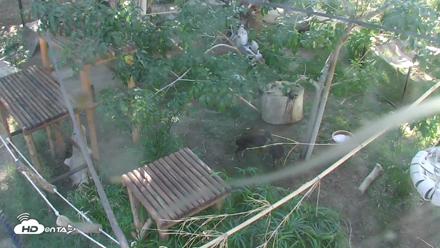 Reid Park Zoo Lemurs Live Webcam - Oct 6, 2026, 3:13pm MST