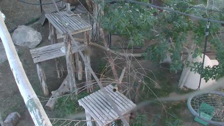 Reid Park Zoo Lemurs Live Webcam - Oct 30, 2025, 4:35pm MST