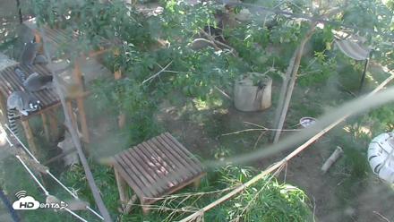 Reid Park Zoo Lemurs Live Webcam - Oct 5, 2026, 2:50pm MST
