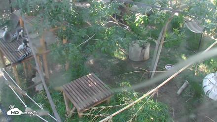 Reid Park Zoo Lemurs Live Webcam - Oct 5, 2026, 2:45pm MST