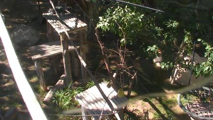 Reid Park Zoo Lemurs Live Webcam - Nov 2, 2025, 11:12am MST