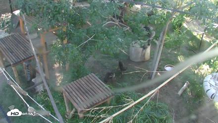 Reid Park Zoo Lemurs Live Webcam - Oct 6, 2026, 3:21pm MST