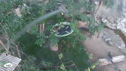 Reid Park Zoo Lemurs Live Webcam - May 22, 2026, 6:16am MST