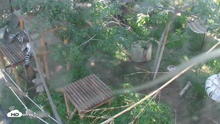 Reid Park Zoo Lemurs Live Webcam - Oct 5, 2026, 2:46pm MST