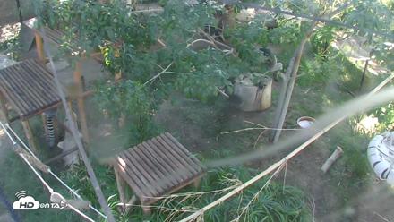 Reid Park Zoo Lemurs Live Webcam - Oct 6, 2026, 3:20pm MST