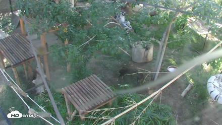 Reid Park Zoo Lemurs Live Webcam - Oct 6, 2026, 3:13pm MST