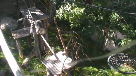Reid Park Zoo Lemurs Live Webcam - Dec 6, 2025, 11:38am MST