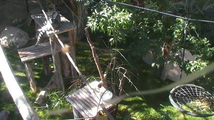 Reid Park Zoo Lemurs Live Webcam - Dec 6, 2025, 11:34am MST