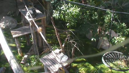 Reid Park Zoo Lemurs Live Webcam - Dec 6, 2025, 11:32am MST