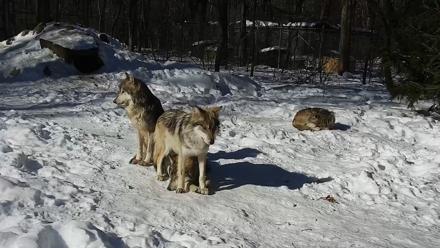 Wolf Center - Group 1 Wolves - Feb 9, 2026, 10:26am EST