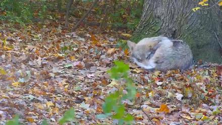 Wolf Center - Group 1 Wolves - Nov 1, 2025, 4:48pm EDT