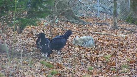 Wolf Center - Group 1 Wolves - Dec 1, 2025, 7:47am EST