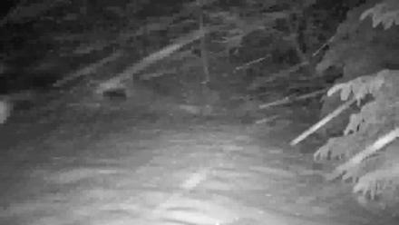 Wolf Center - Group 1 Wolves - Feb 23, 2026, 5:46am EST