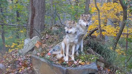 Wolf Center - Group 1 Wolves - Nov 2, 2025, 6:57am EST
