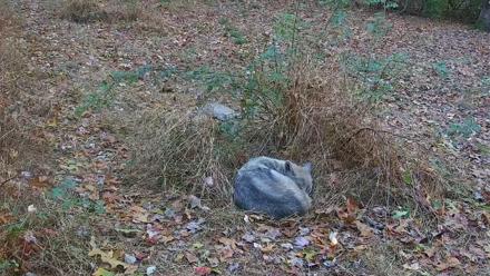 Wolf Center - Group 1 Wolves - Nov 2, 2025, 4:50pm EST