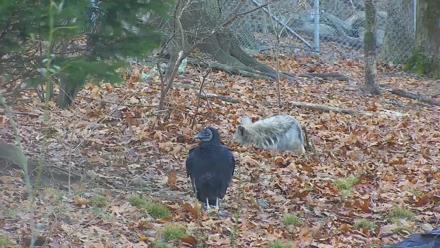 Wolf Center - Group 1 Wolves - Dec 1, 2025, 7:48am EST