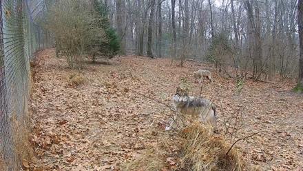 Wolf Center - Group 1 Wolves - Dec 13, 2025, 9:54am EST