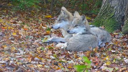 Wolf Center - Group 1 Wolves - Nov 1, 2025, 8:40am EDT