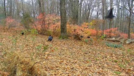 Wolf Center - Group 1 Wolves - Nov 19, 2025, 8:11am EST