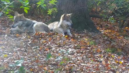 Wolf Center - Group 1 Wolves - Nov 7, 2025, 12:43pm EST