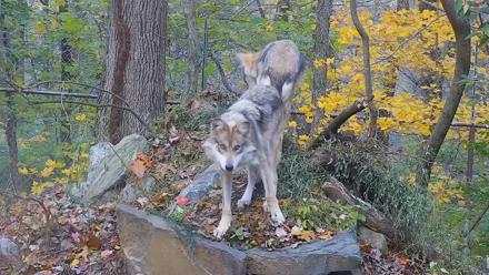 Wolf Center - Group 1 Wolves - Nov 2, 2025, 6:58am EST