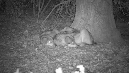 Wolf Center - Group 1 Wolves - Nov 11, 2025, 7:45pm EST