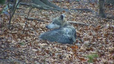 Wolf Center - Group 1 Wolves - Dec 2, 2025, 7:31am EST