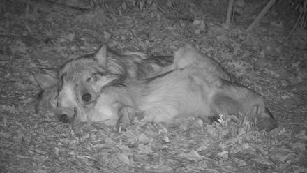 Wolf Center - Group 1 Wolves - Nov 18, 2025, 6:45pm EST