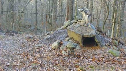 Wolf Center - Group 1 Wolves - Dec 3, 2025, 8:32am EST