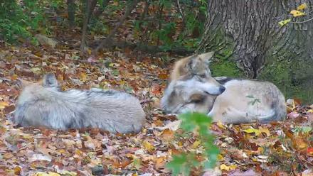 Wolf Center - Group 1 Wolves - Oct 31, 2025, 4:08pm EDT