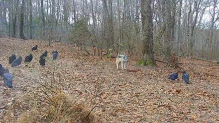 Wolf Center - Group 1 Wolves - Dec 11, 2025, 8:26am EST