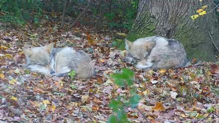 Wolf Center - Group 1 Wolves - Nov 1, 2025, 3:37pm EDT