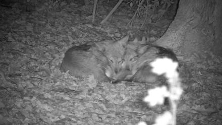 Wolf Center - Group 1 Wolves - Oct 31, 2025, 11:48pm EDT