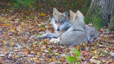 Wolf Center - Group 1 Wolves - Nov 1, 2025, 8:40am EDT
